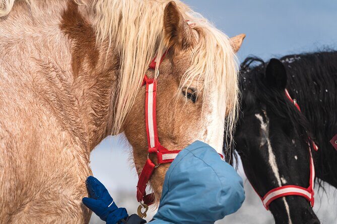 Guided Horse Riding in the Bay of Saint Paul Valley - Who This Horse Ride Suits Best (And Who Might Want Something Else)