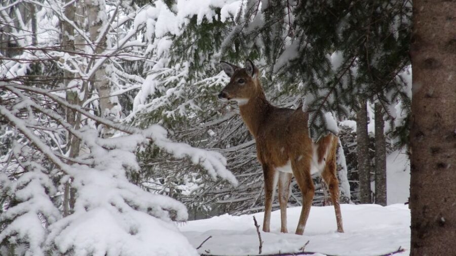 Guided Snowshoe Tour in Mont-Tremblant - Who This Tour Suits Best in Mont-Tremblant