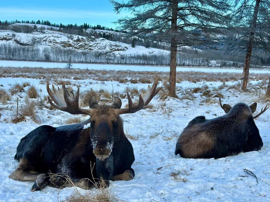 Guided Tour of the Yukon Wildlife Preserve - Getting in without the hassle: entry included and ticket-line stress avoided