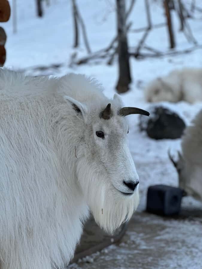 Guided Tour of the Yukon Wildlife Preserve - Downtown pickup and meeting your Epic North vehicle