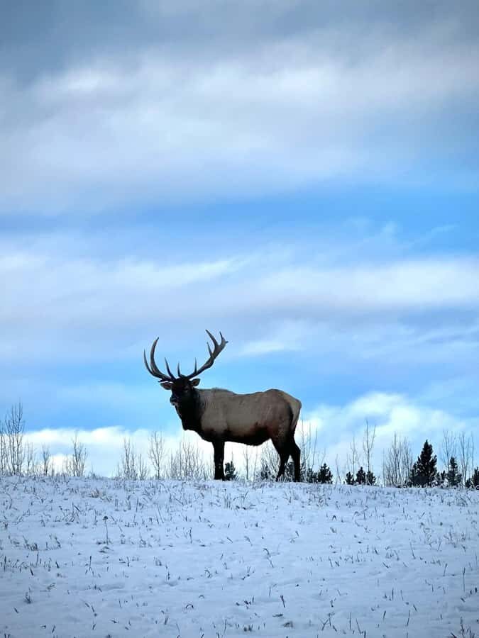 Guided Tour of the Yukon Wildlife Preserve - Photo-friendly stops: how to make the most of limited time outdoors