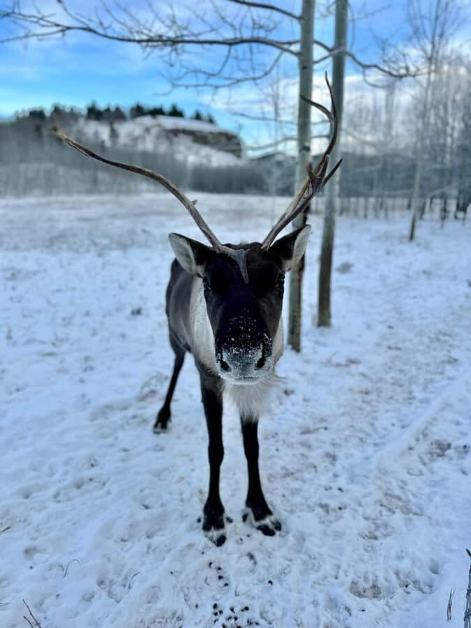 Guided Tour of the Yukon Wildlife Preserve - What’s included, and what you need to plan yourself