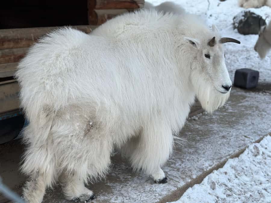 Guided Tour of the Yukon Wildlife Preserve - Languages: English and Spanish live guidance