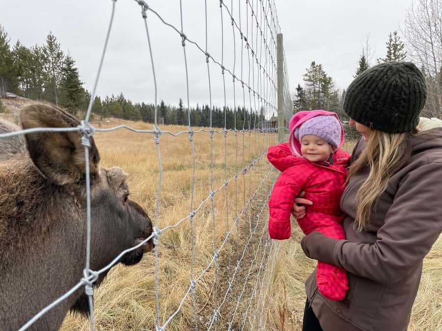 Guided Tour of the Yukon Wildlife Preserve - The 4-hour format: how it fits into a real travel day