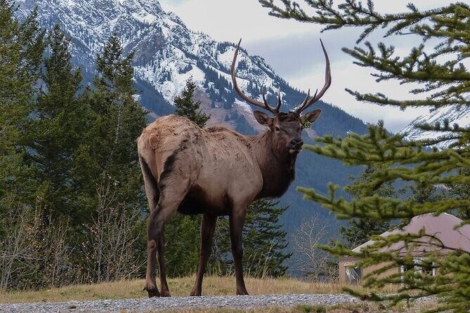 Guided Tour to Banff Highlights & Wildlife With Gondola Admission - The value is in the gondola + the pacing