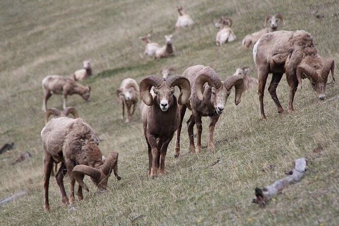 Guided Tour to Banff Highlights & Wildlife With Gondola Admission - Banff National Park first: the day’s rules are set early