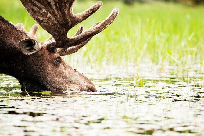 Guided Tours Algonquin Park - Key Points at a Glance