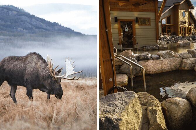 Guided Yukon Wildlife & Nordic Hot Springs Experience - Key Highlights You’ll Care About
