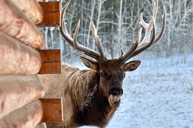 Guided Yukon Wildlife & Nordic Hot Springs Experience - The Yukon Wildlife Preserve: Northern Mammals Up Close