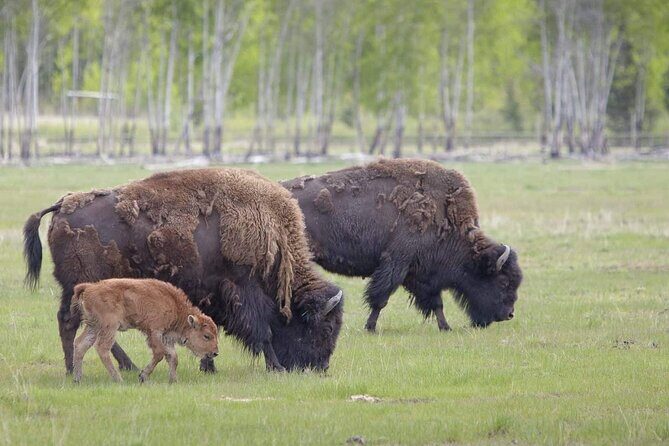 Guided Yukon Wildlife & Nordic Hot Springs Experience - Pickup, Timing, and a Small Group That Feels Manageable