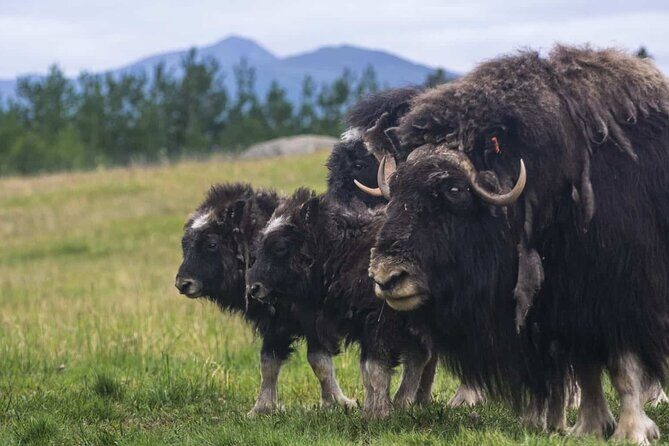 Guided Yukon Wildlife & Nordic Hot Springs Experience - Weather Rules and How to Plan Around Them