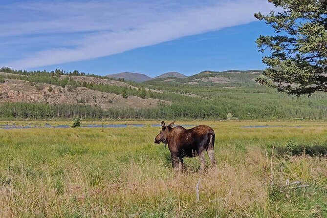 Guided Yukon Wildlife & Nordic Hot Springs Experience - Who This Tour Fits Best