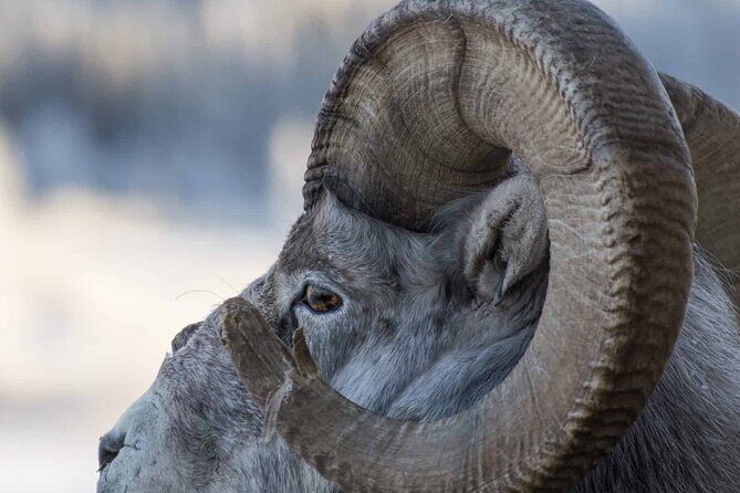 Guided Yukon Wildlife & Nordic Hot Springs Experience - Should You Book This Yukon Wildlife and Nordic Hot Springs Tour?