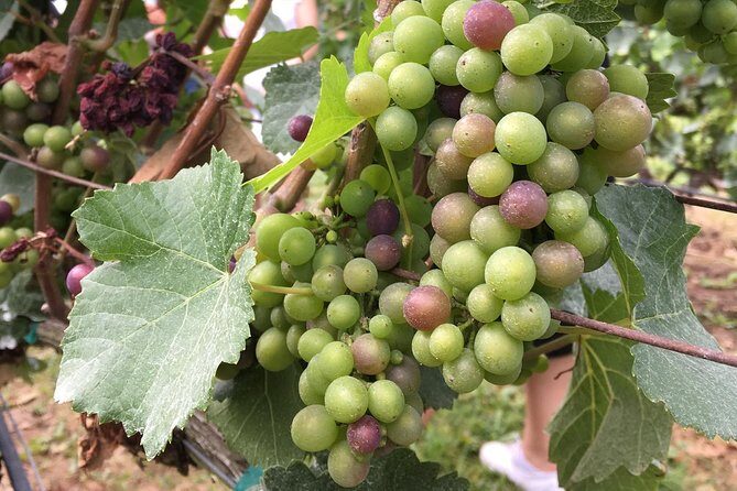 Half-Day Victoria to Cowichan Valley Wine Tour with Tastings - Price and what you actually get for about $135