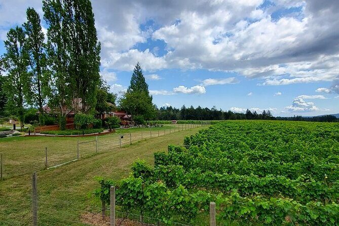 Half-Day Victoria to Cowichan Valley Wine Tour with Tastings - Blue Grouse Estate Winery: the “old vines” stop you’ll talk about later