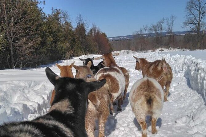 Haute Goat Shmurgle in Ontario - The Haute Goat Shmurgle: Farm time with a herd, not a show