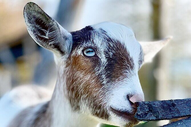 Haute Goat Shmurgle in Ontario - Goat cuddles and feeding: how to get the most out of it