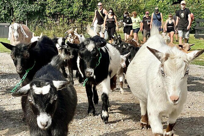 Haute Goat Shmurgle in Ontario - Exploring the farm trails after the hour
