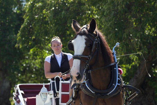 Heritage Horse-Drawn Carriage Experience in Victoria - Horses and guides: the human factor that makes it feel worth it