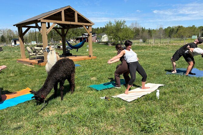 Hike & Lunch with Llamas - What Makes This Worth $56.20 (and Where Value Depends on You)