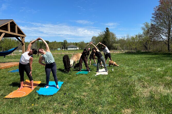 Hike & Lunch with Llamas - Who Should Book This Llama Hike and Lunch—and Who Might Skip It