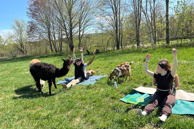 Hike & Lunch with Llamas - Tips to Get the Most from Your Farm Day