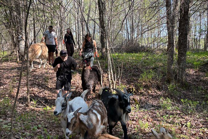 Hike & Lunch with Llamas - Should You Book the Hike & Lunch with Llamas?