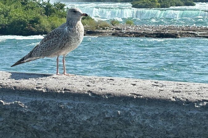 Hornblower Boat and Walking Tour of Niagara Falls - Who the Tour Fits Best (And Who Might Want Something Else)