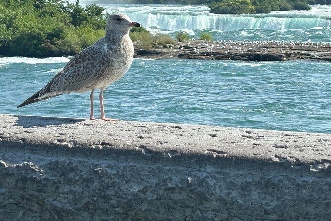 Hornblower Boat and Walking Tour of Niagara Falls - Weather, Wet Clothes, and the Realities of Mist