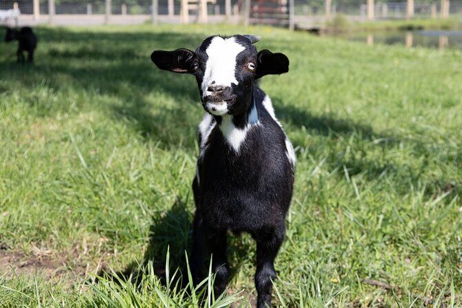 Humberstone Ranch Visit with Mini Domestic Animals - A one-hour farm visit that actually feels personal