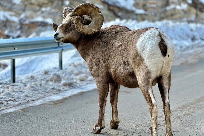 Icefields Parkway Experience - Small Group Comfort: The Difference You Feel in the Day