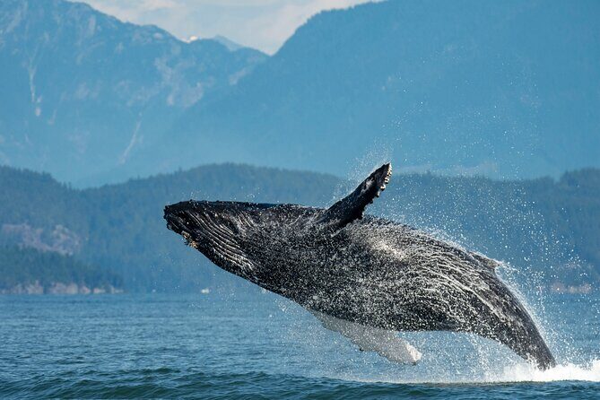 Intimate West Coast Whale Watching - Partly-Sheltered - Key Things You’ll Notice on This Whale Watch