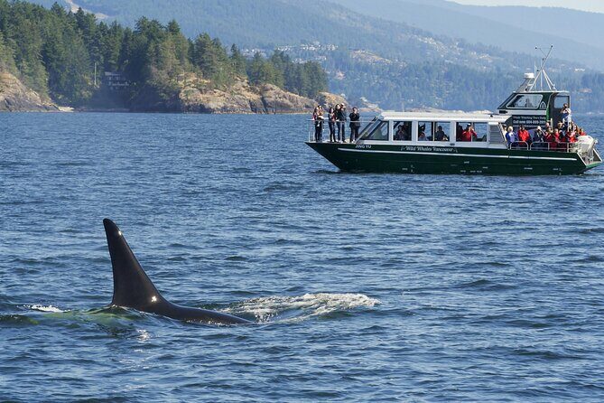 Intimate West Coast Whale Watching - Partly-Sheltered - Partly-Sheltered Vancouver Water, Without the Full-on Rollercoaster