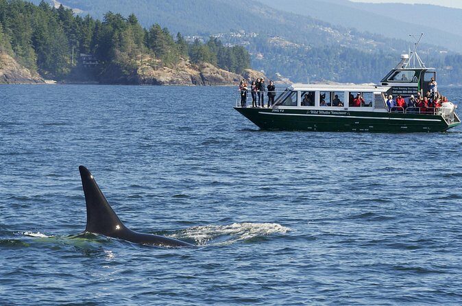 Intimate West Coast Whale Watching - Partly-Sheltered - What You Can Expect to See: Humpbacks, Action, and Orcas as a Bonus