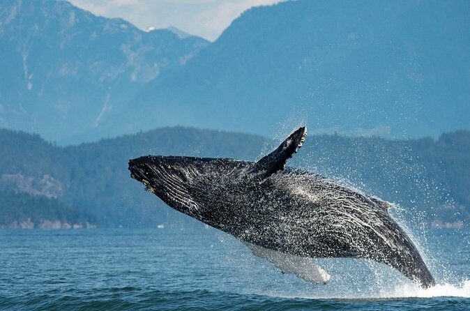 Intimate West Coast Whale Watching - Partly-Sheltered - Tips That Actually Help You Get More From the Trip