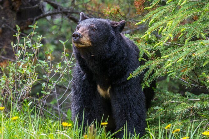 Jasper Evening Wildlife Tour - Photo stops and short walks: how to make the most of the moment