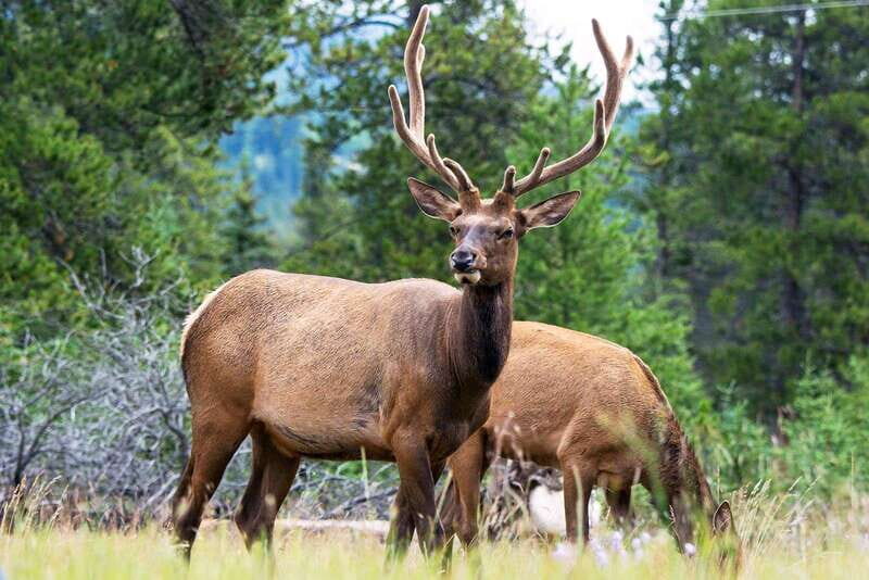 Jasper National Park: Evening or Morning Wildlife Watch Tour - What You’ll See (Bears, Elk, Eagles, and More) and How Encounters Work