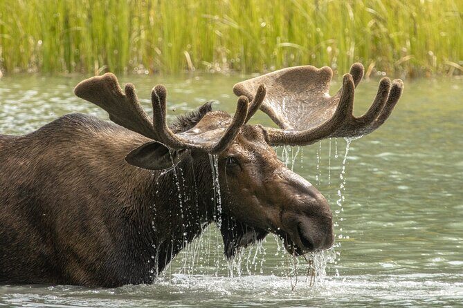 Jasper National Park Tour Maligne Valley, Medicine Lake with Walk - Price and value: what $67.79 includes (and what you’ll need to budget for)