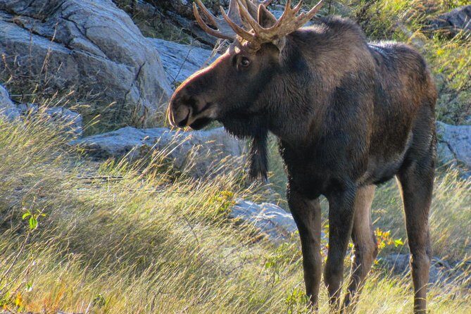 Jasper to Banff One-Way Tour - The guide factor: why the narration changes the whole day