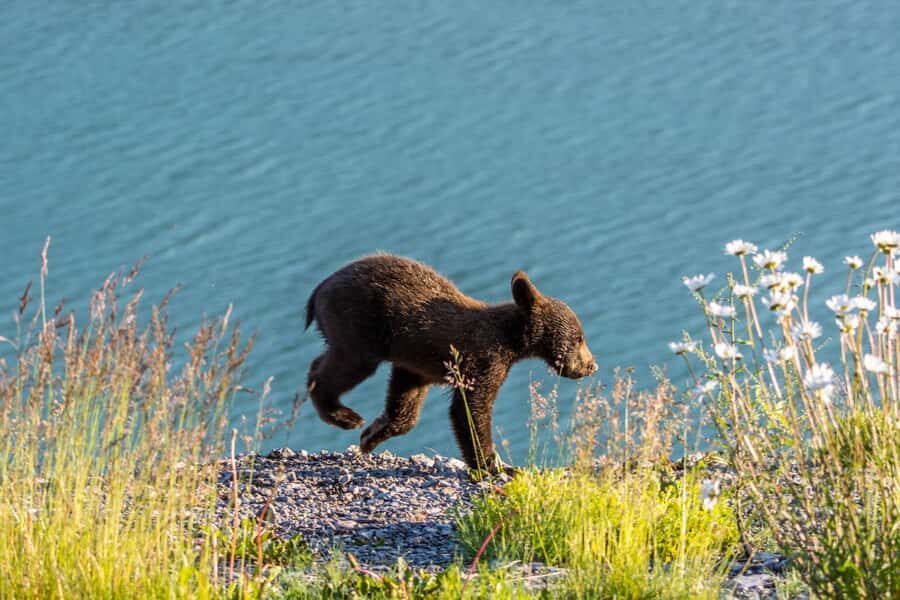 Jasper: Wildlife and Sightseeing Tour with Lakeshore Hike - Medicine Lake Viewpoint and the Mystery of Its Disappearing Waters