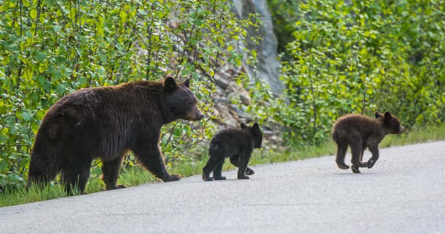 Jasper: Wildlife and Sightseeing Tour with Lakeshore Hike - Maligne Lake Day: The 2–3 km Guided Lakeshore Hike (and Day Lodge Time)