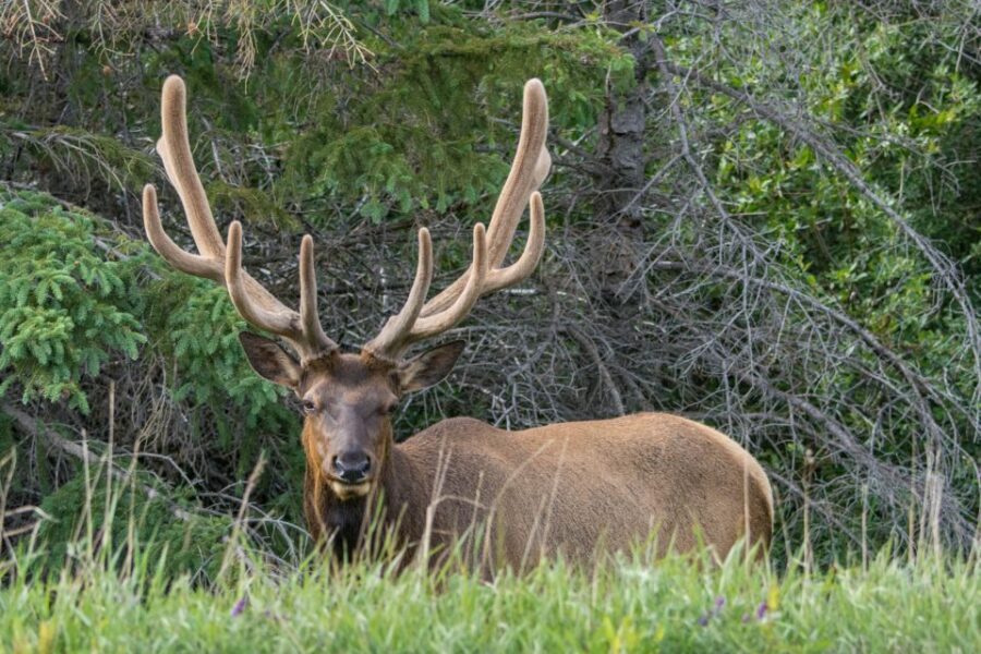 Jasper: Wildlife and Sightseeing Tour with Lakeshore Hike - Tips to Get the Best Day in Jasper (No Guesswork Needed)