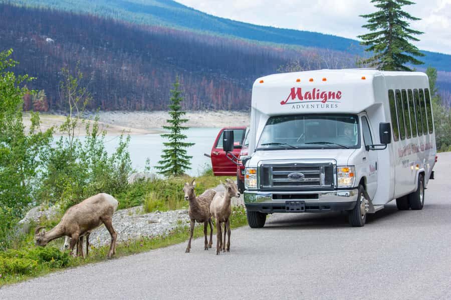 Jasper: Wildlife and Sightseeing Tour with Maligne Cruise - Maligne Valley wildlife plus Maligne Lake cruise, built for low-effort adventure