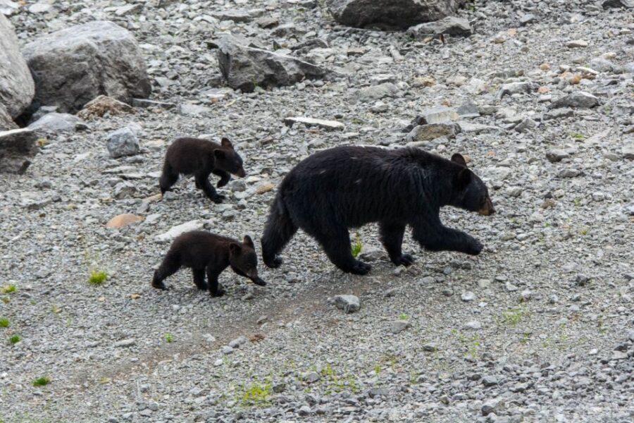 Jasper: Wildlife and Sightseeing Tour with Maligne Cruise - Wildlife spotting tips that help you actually see something