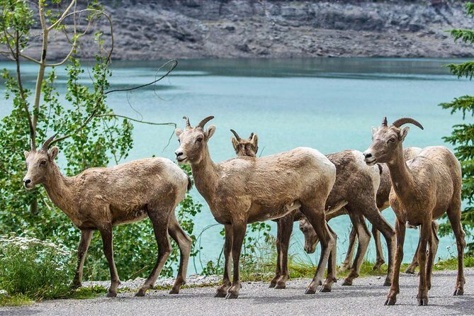 Jasper Wildlife and Sightseeing Tour with Maligne Lake Hike - Stops beyond the highlights: Maligne Adventures and more time in Jasper National Park
