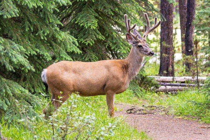 Jasper Wildlife and Sightseeing Tour with Maligne Lake Hike - Group size, timing, and pickup: the parts that affect your comfort