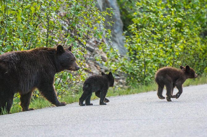 Jasper Wildlife and Sightseeing Tour with Maligne Lake Hike - Medicine Lake: limestone cliffs, a short walk, and a lot to learn
