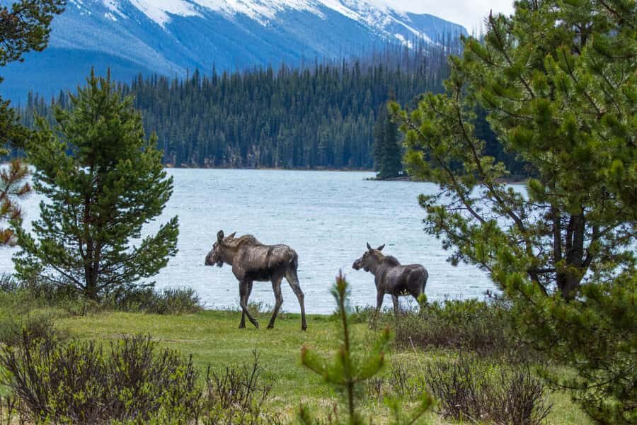 Jasper: Wildlife and Waterfalls Tour with Lakeshore Hike - What You’ll Actually Do (and What It Feels Like)