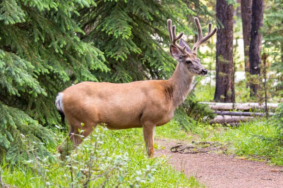 Jasper: Wildlife and Waterfalls Tour with Lakeshore Hike - What the Guide Commentary Adds (Beyond Facts on a Poster)