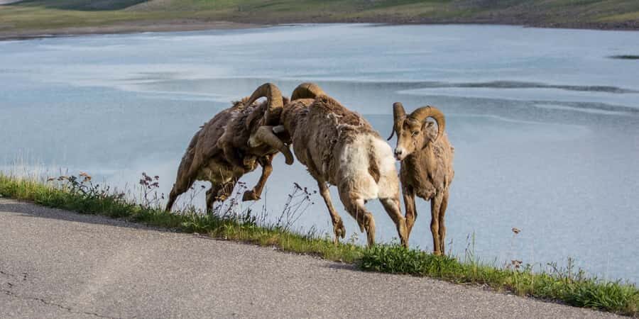 Jasper: Wildlife and Waterfalls Tour with Maligne Cruise - Wildlife spotting: what you can realistically hope for (and how guides help)